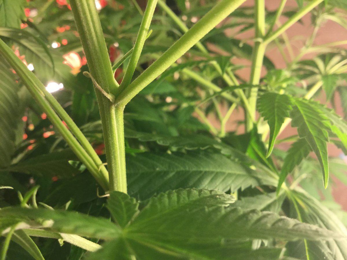 Help my auto is not flowering hardly no pistols 5