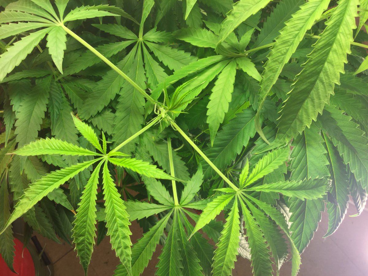 Help my auto is not flowering hardly no pistols 6