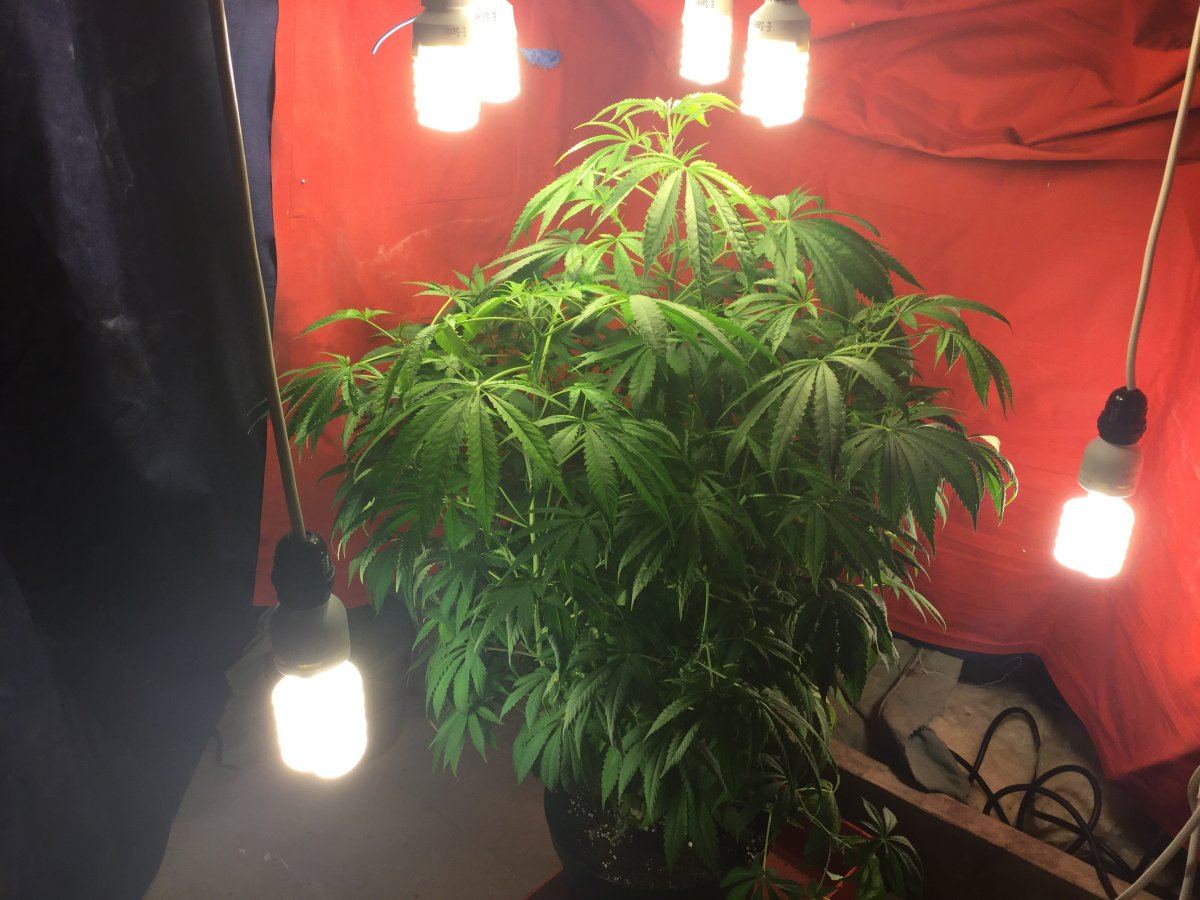 Help my auto is not flowering hardly no pistols