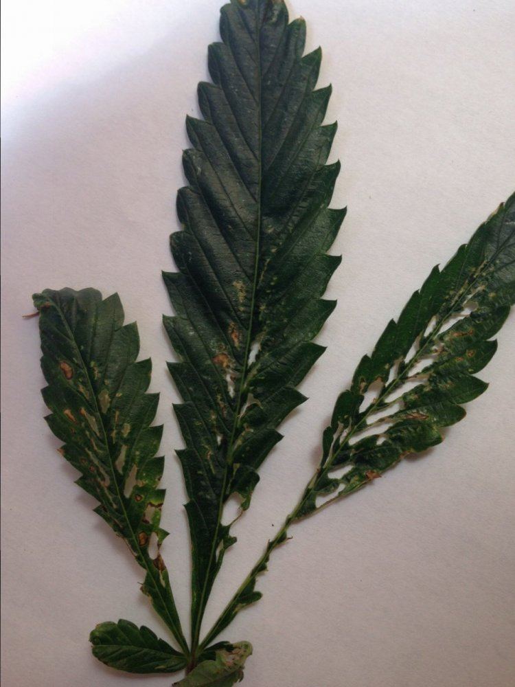 Help  my fire og crop is suffering 3