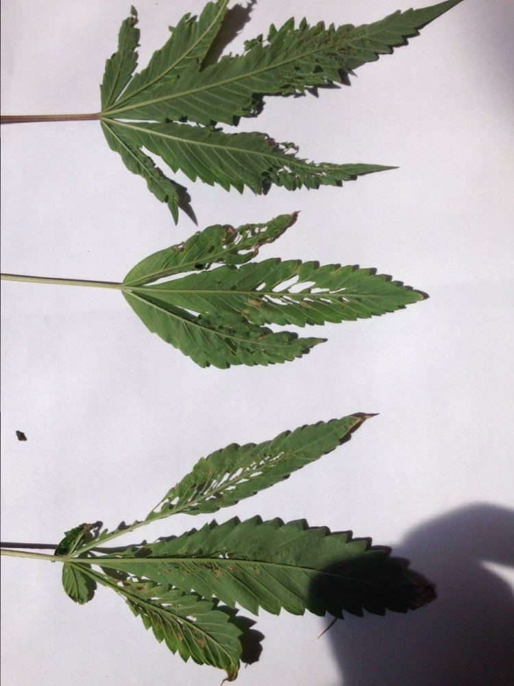 Help  my fire og crop is suffering 4