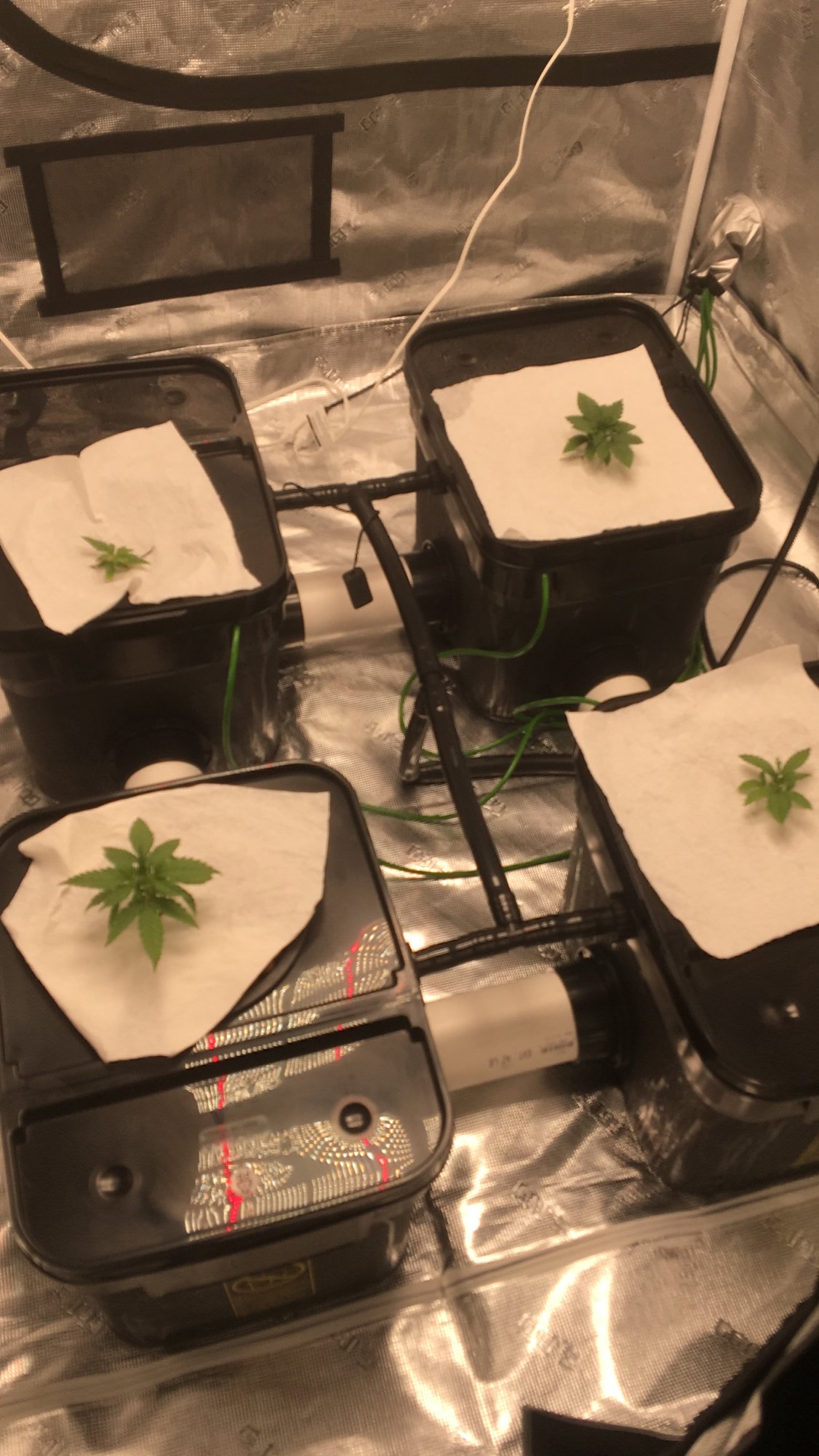Help my first grow ever in rdwc 2