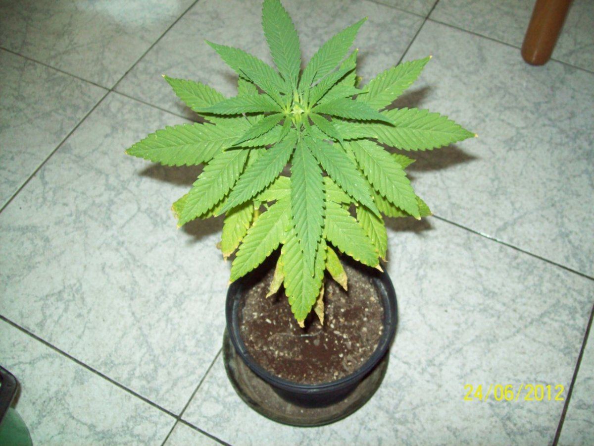 Help my plant 2