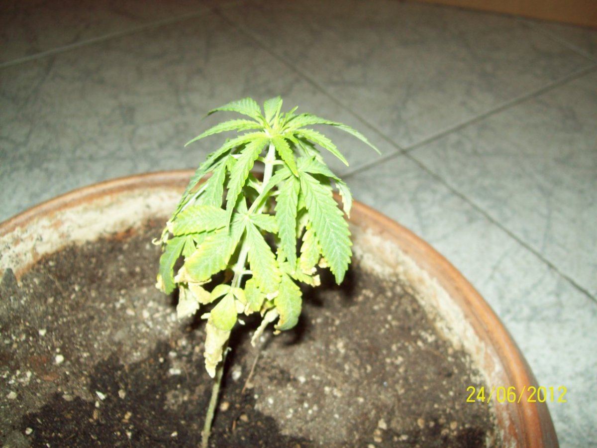 Help my plant 4