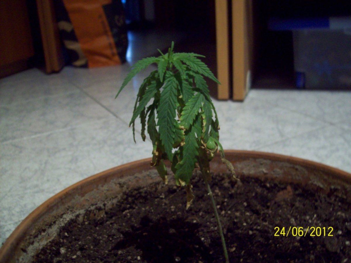 Help my plant 5
