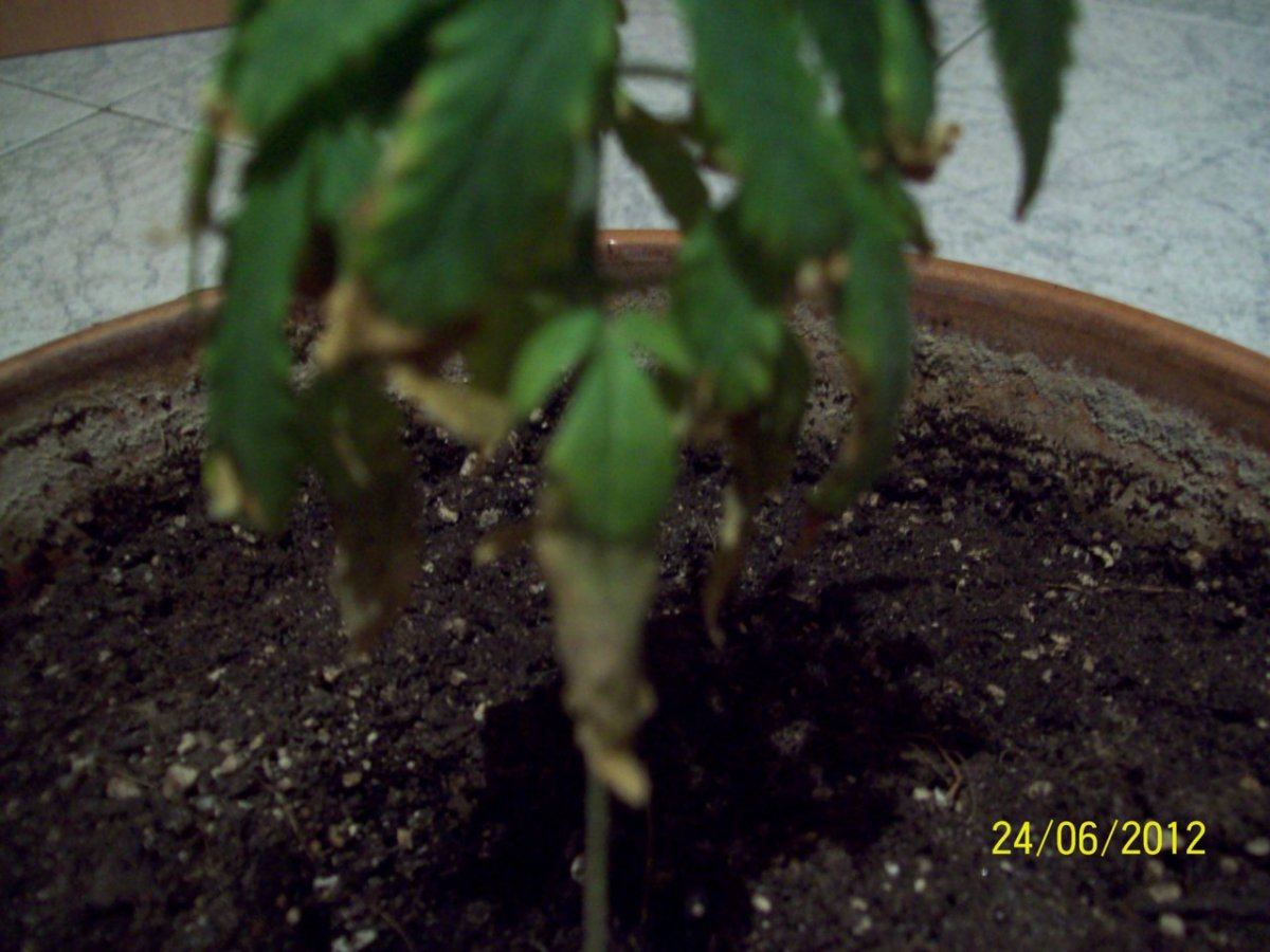 Help my plant 6