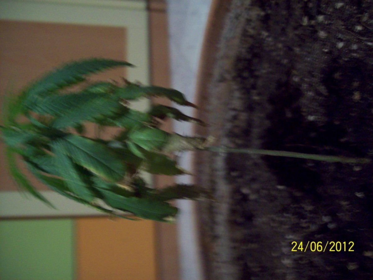 Help my plant 7