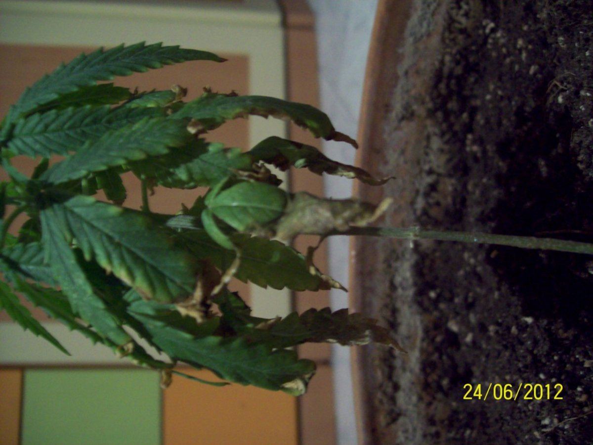 Help my plant 8
