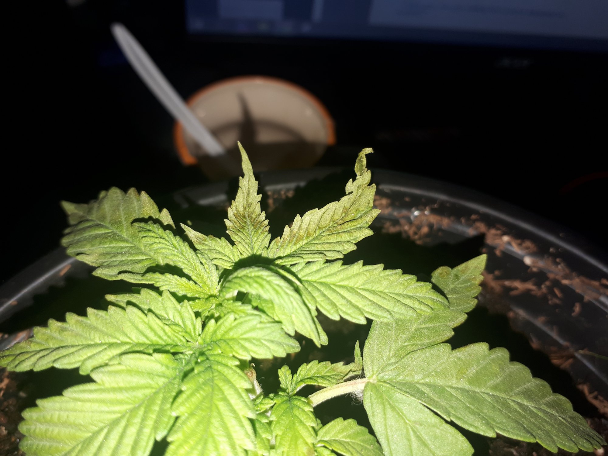 Help my plant stoped growing and now its leafs are turning dark brown and curling up 2
