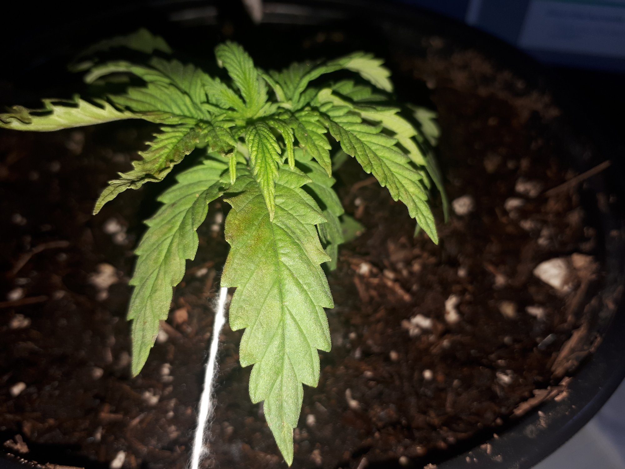 Help my plant stoped growing and now its leafs are turning dark brown and curling up 3
