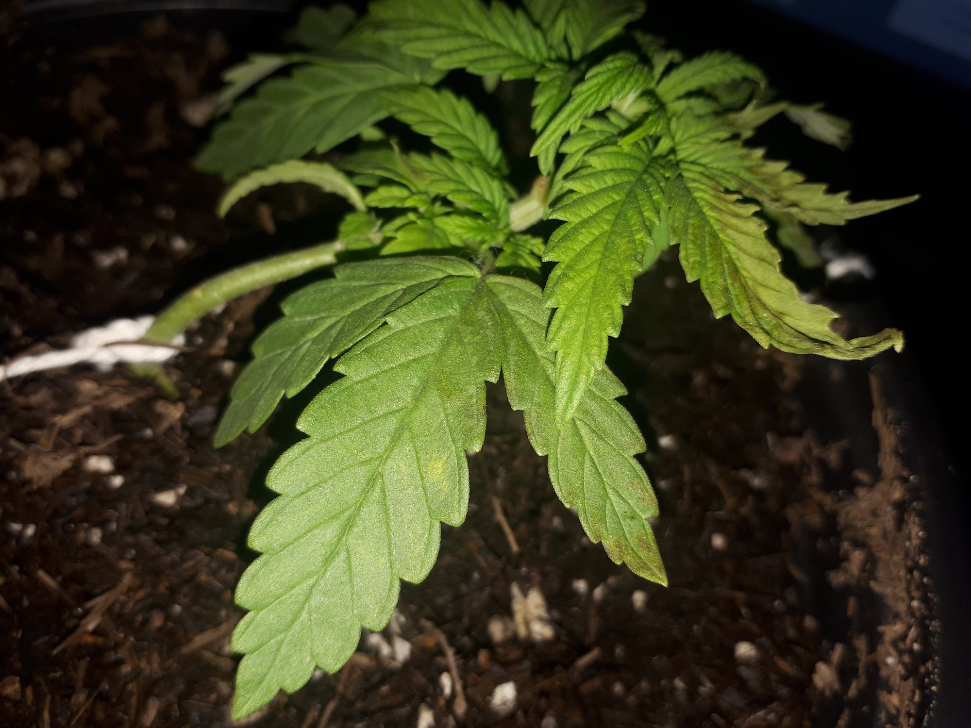 Help my plant stoped growing and now its leafs are turning dark brown and curling up 5