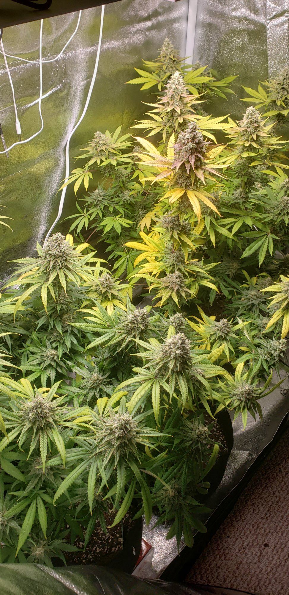 Help my plants are going yellow week 7