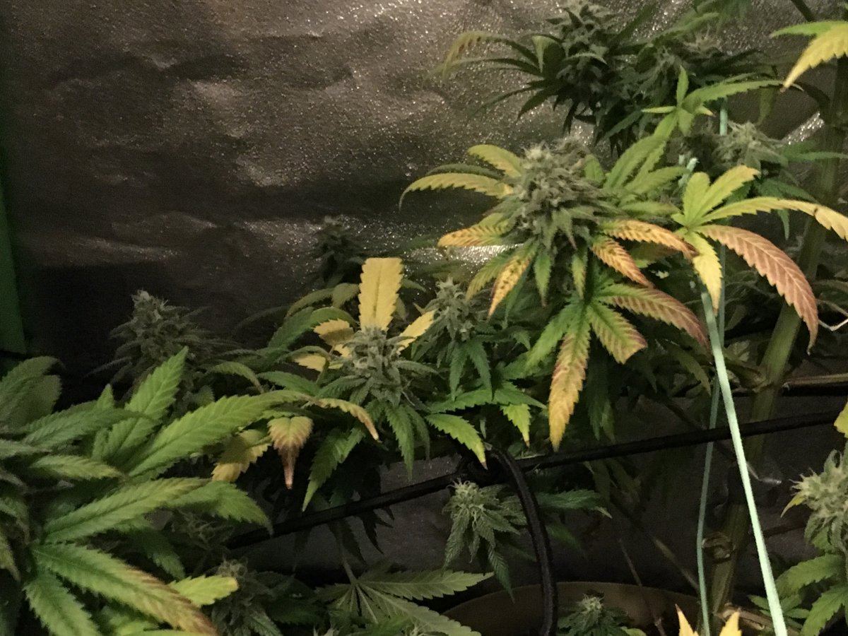 Help my plants are in flower and yellow leaves 4
