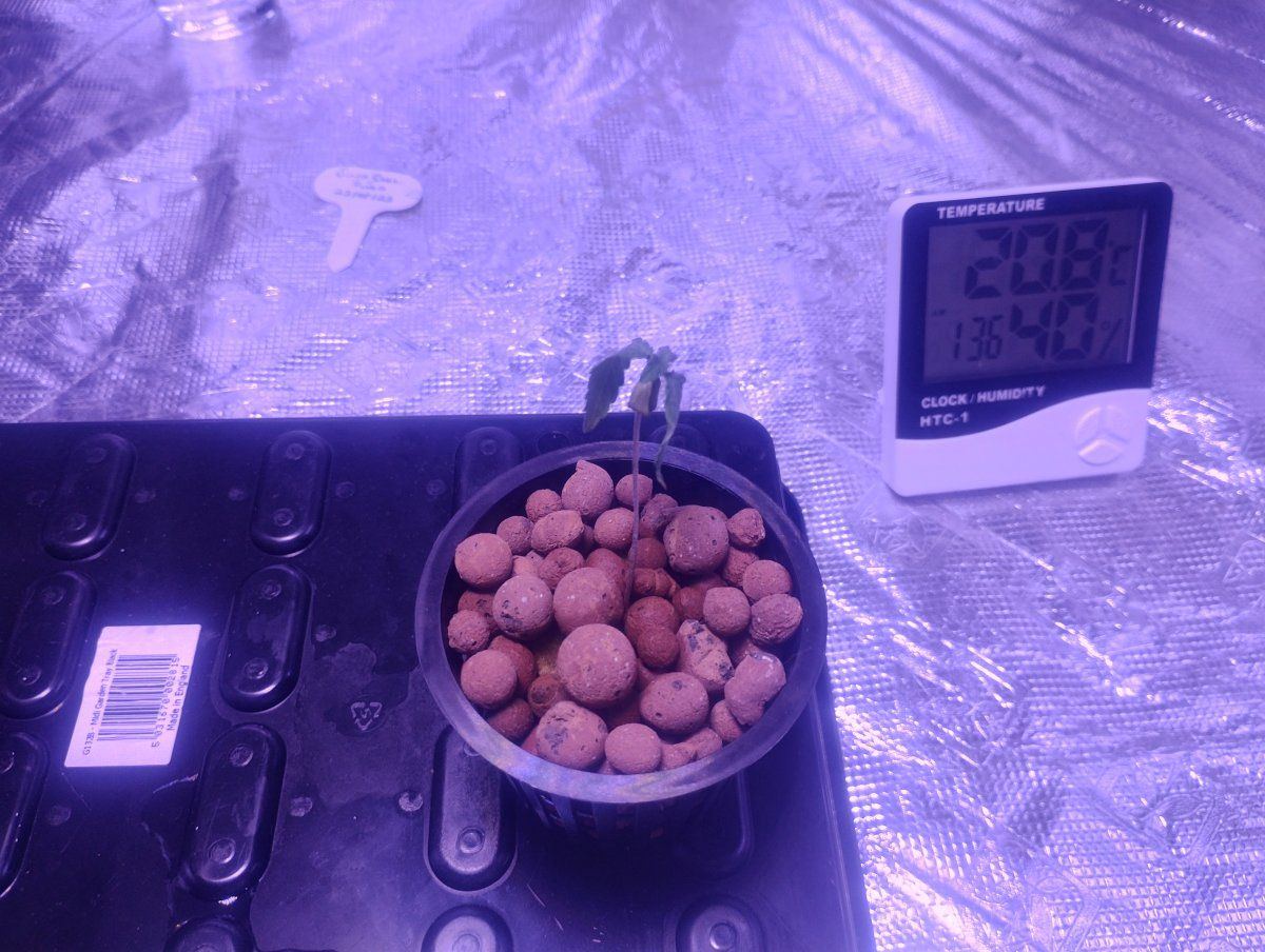 Help my plants have gone to crap 2