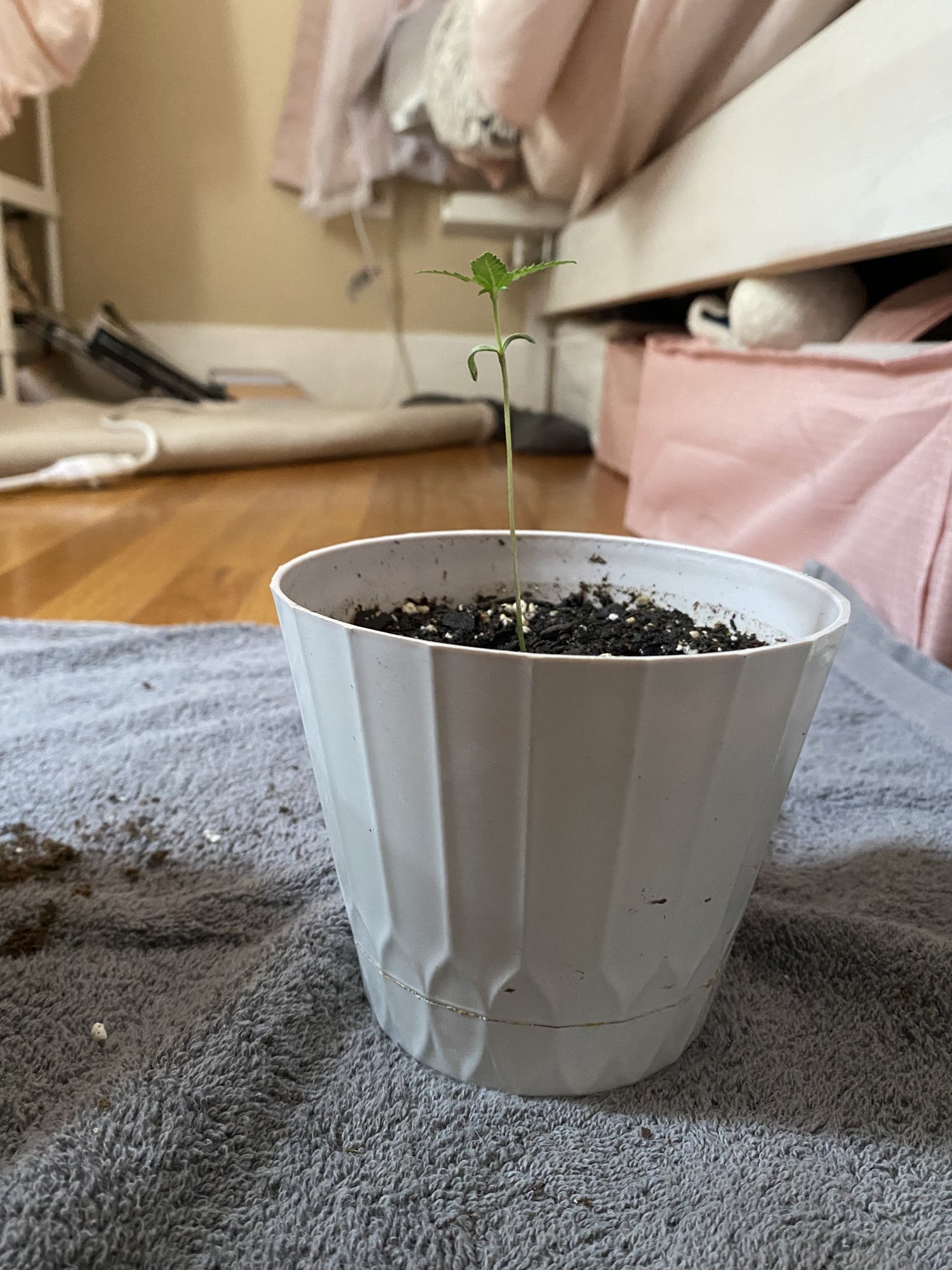 Help my plants stopped growing 2