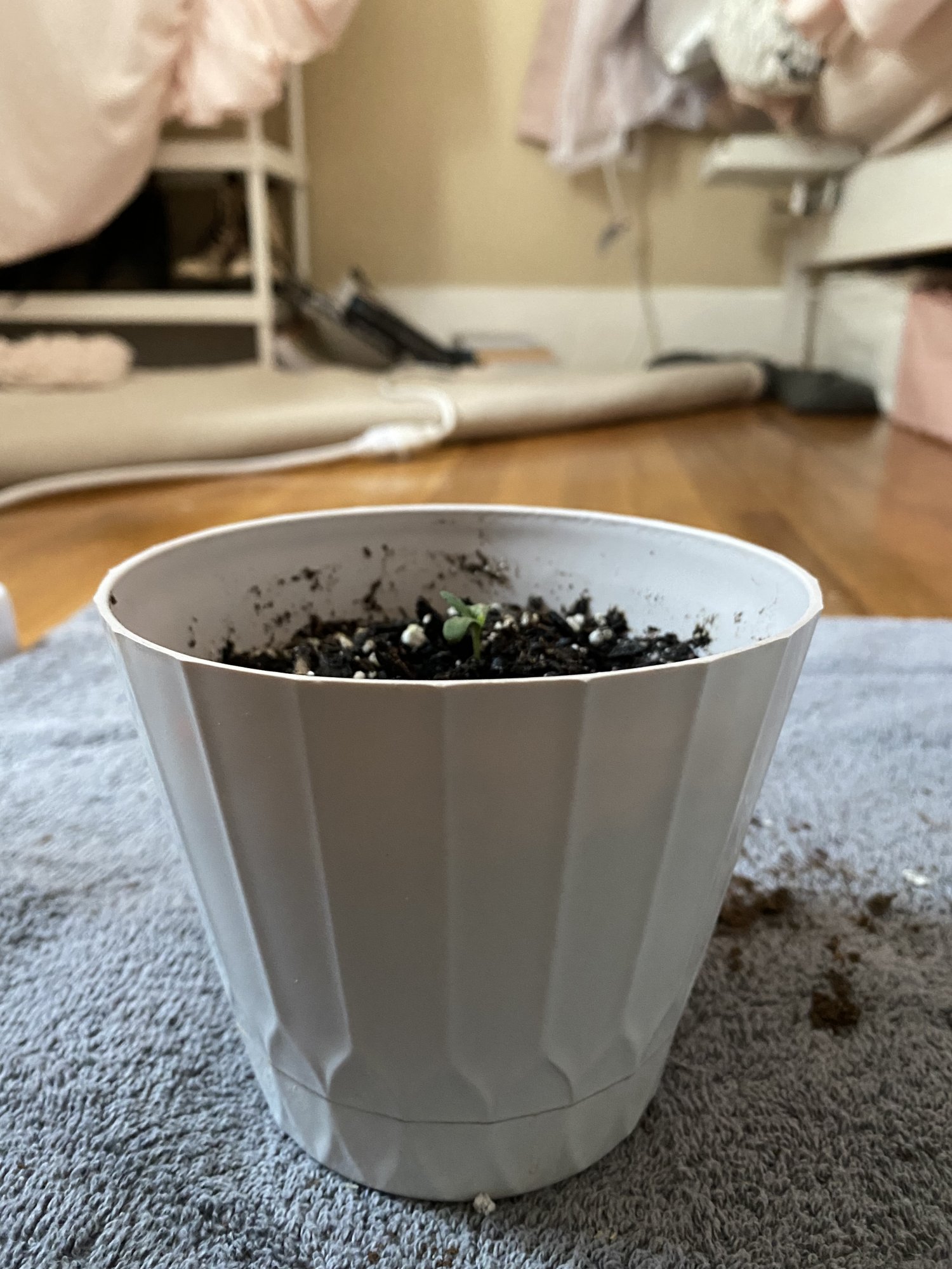 Help my plants stopped growing 4