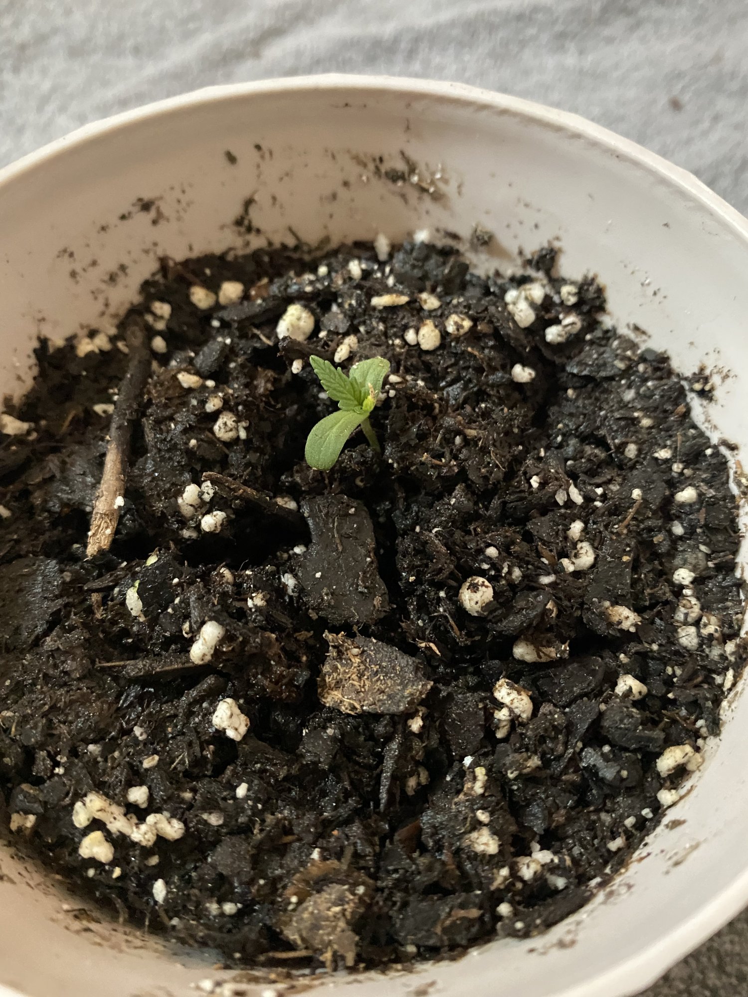 Help my plants stopped growing 7