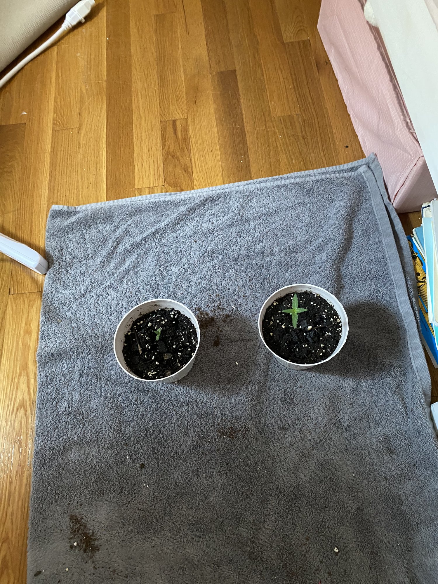 Help my plants stopped growing 9