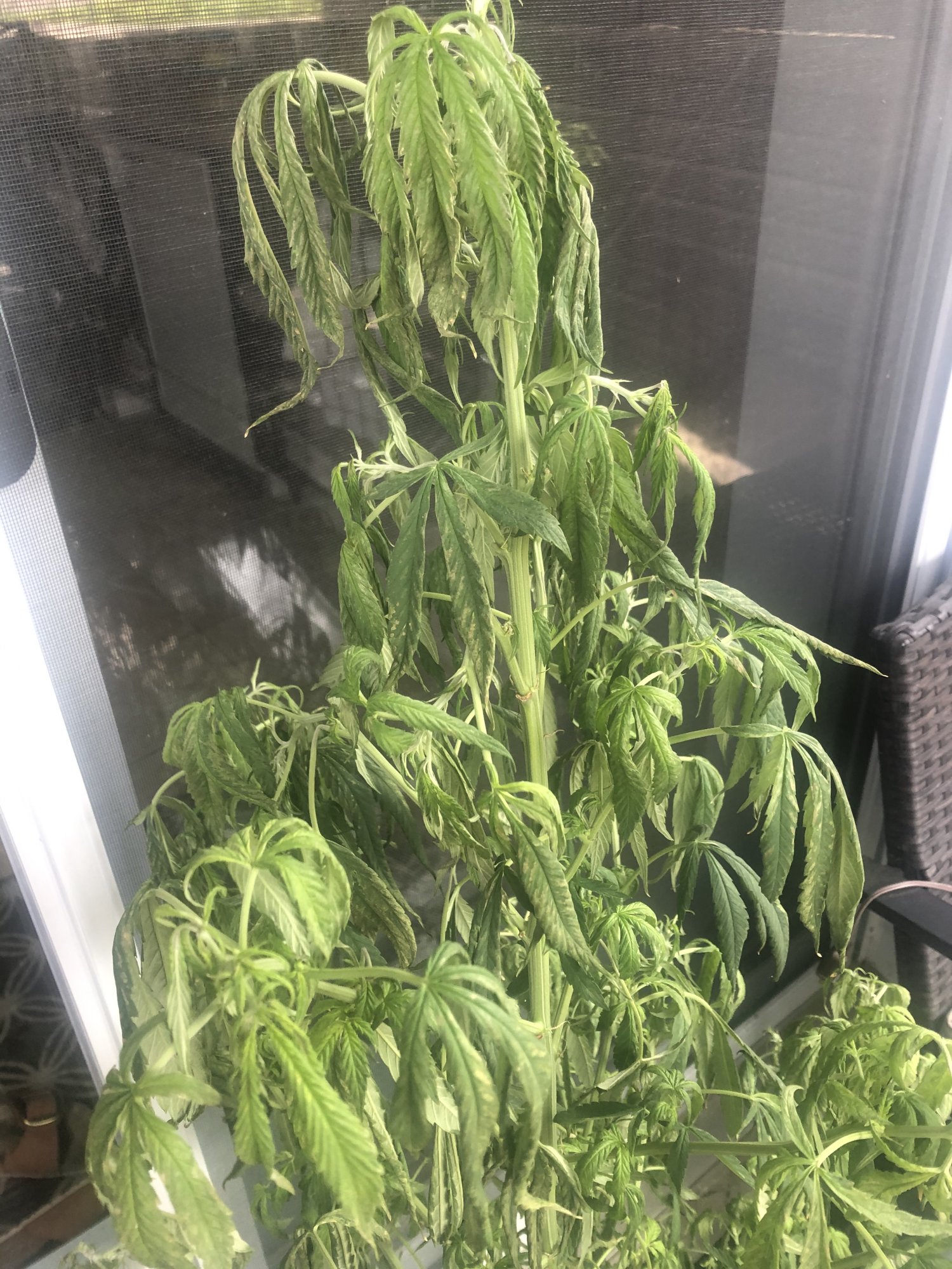 HELP!!!! My weed plant is dying - THCFarmer