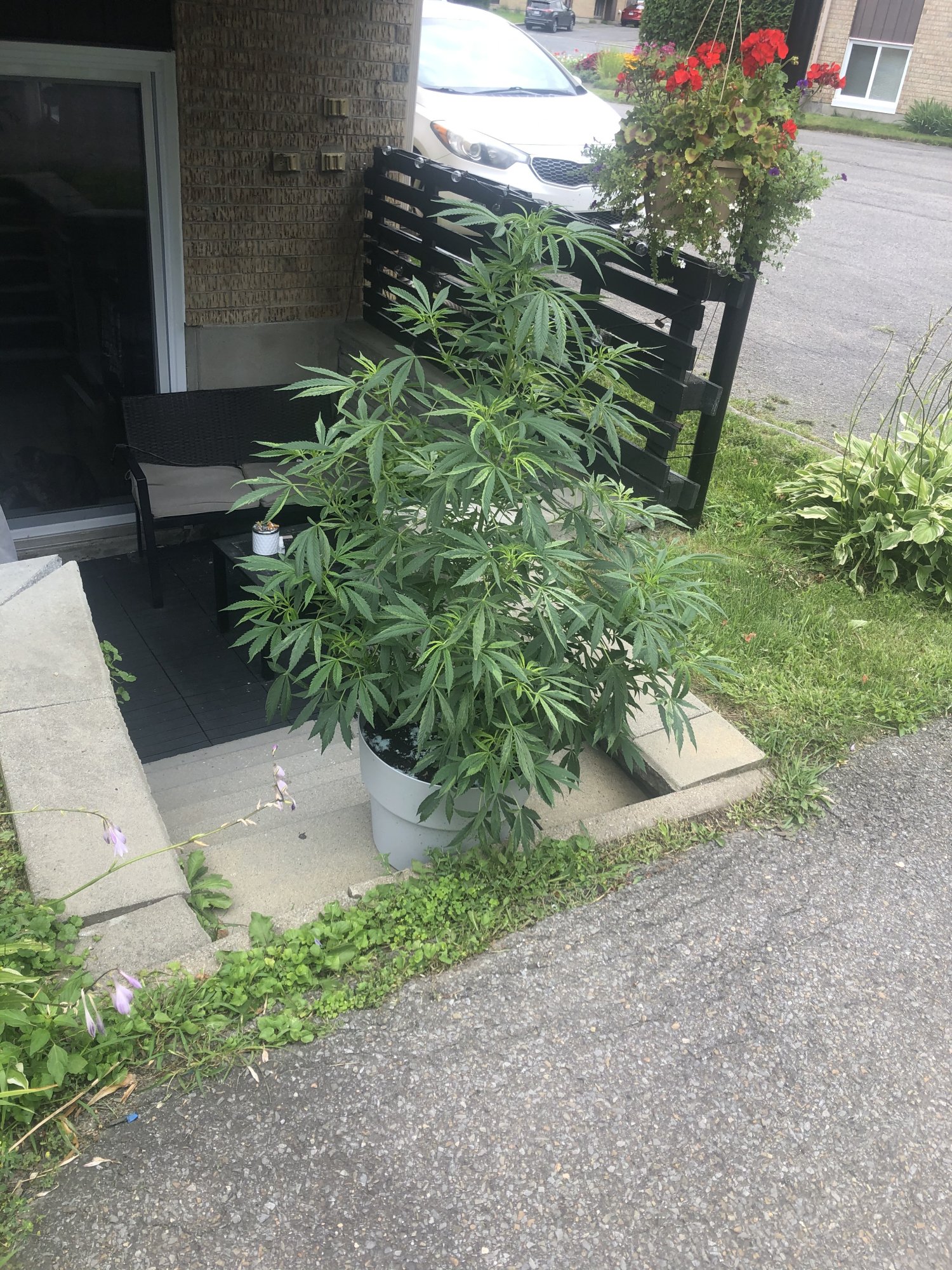 Help my weed plant is dying