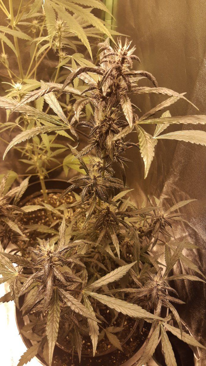 Help need answers i had a snap 3