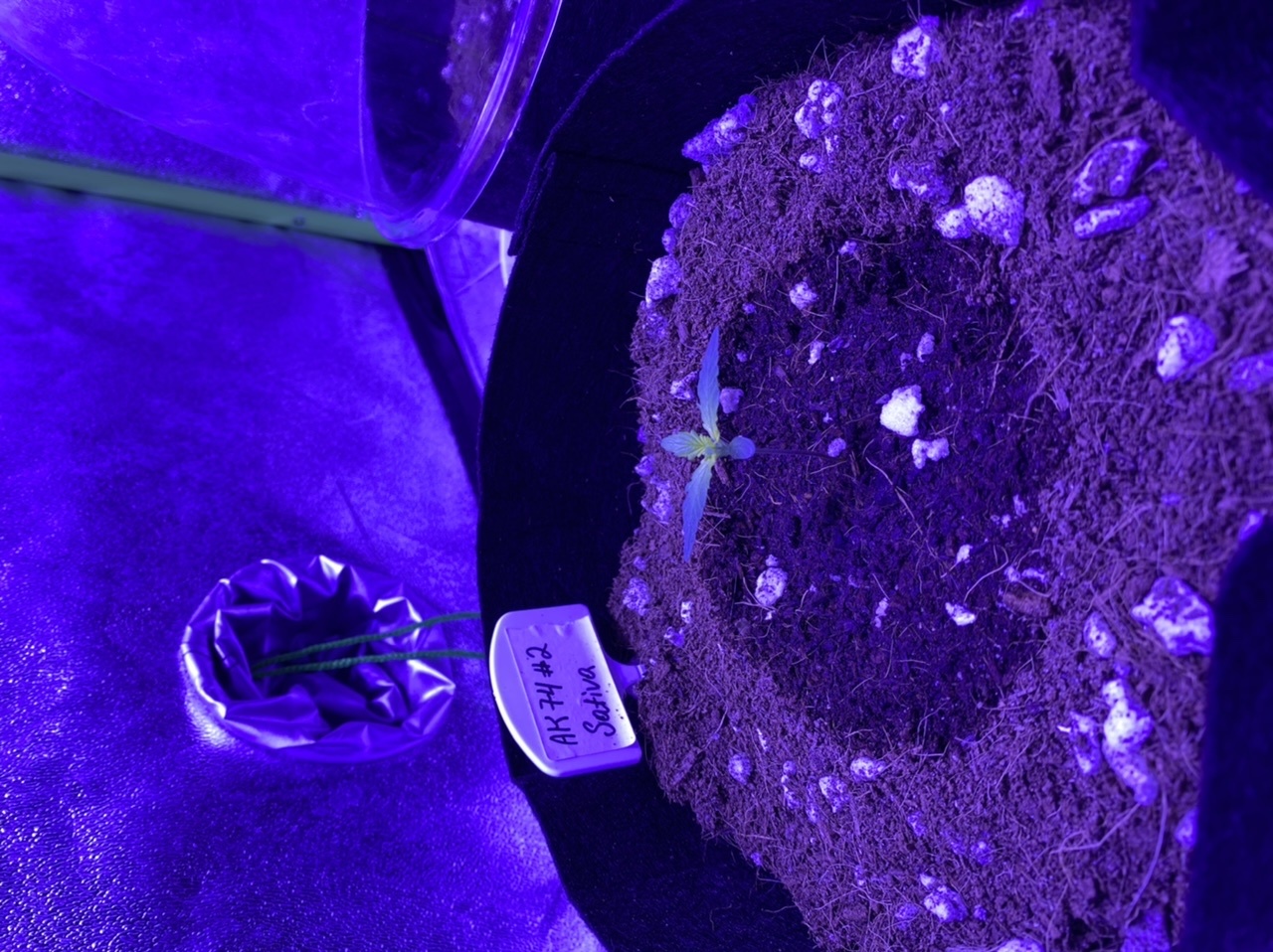 Help need assistance with identifying seedling problem new grower 2