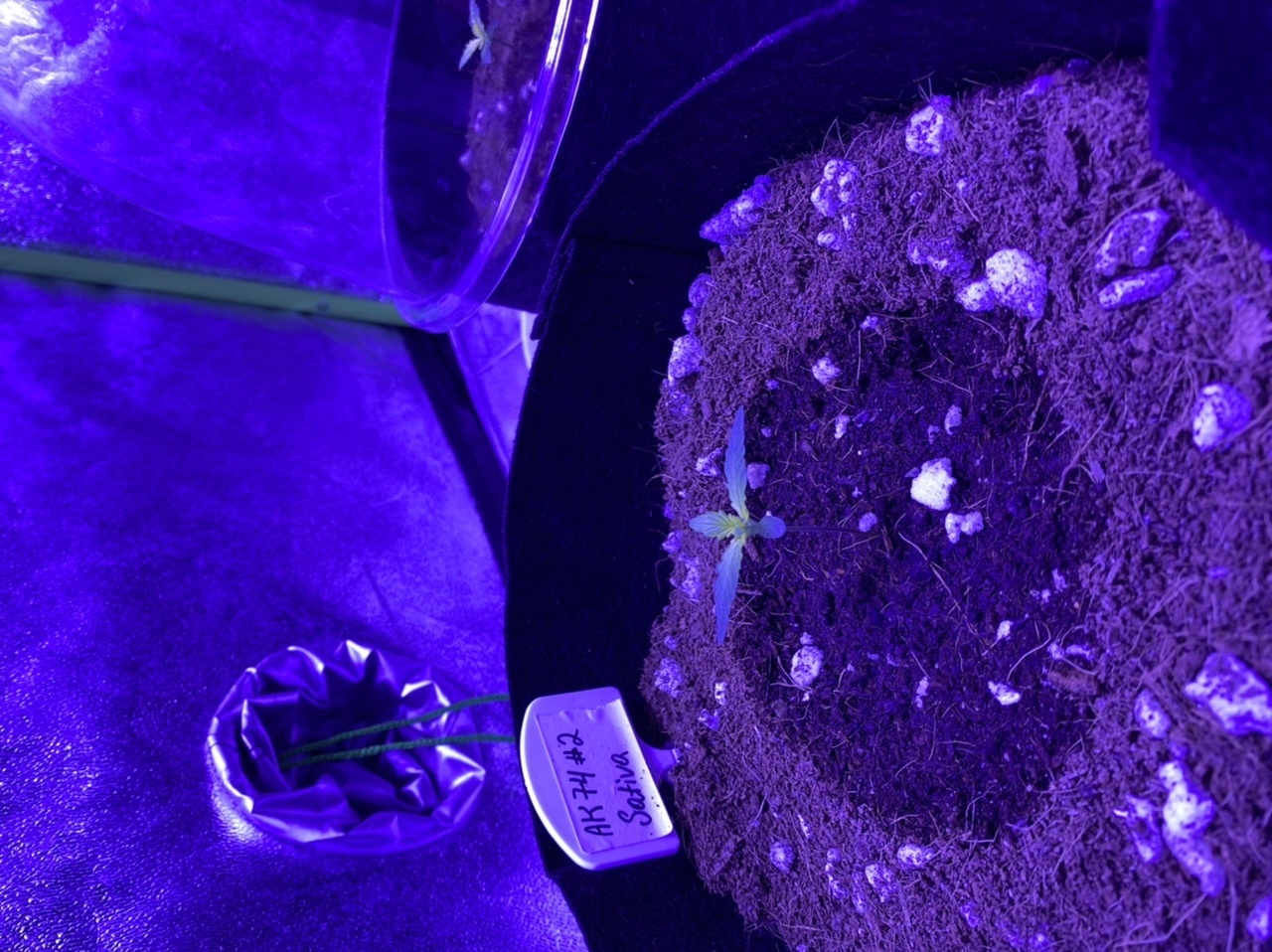 Help need assistance with identifying seedling problem new grower 3