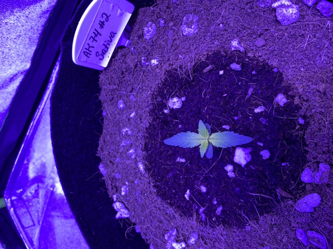 Help need assistance with identifying seedling problem new grower 4