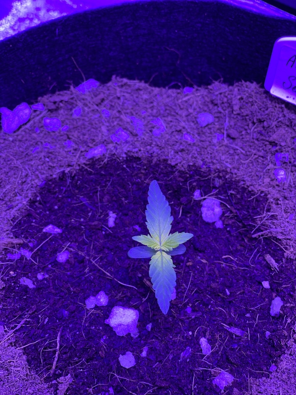 Help need assistance with identifying seedling problem new grower 5