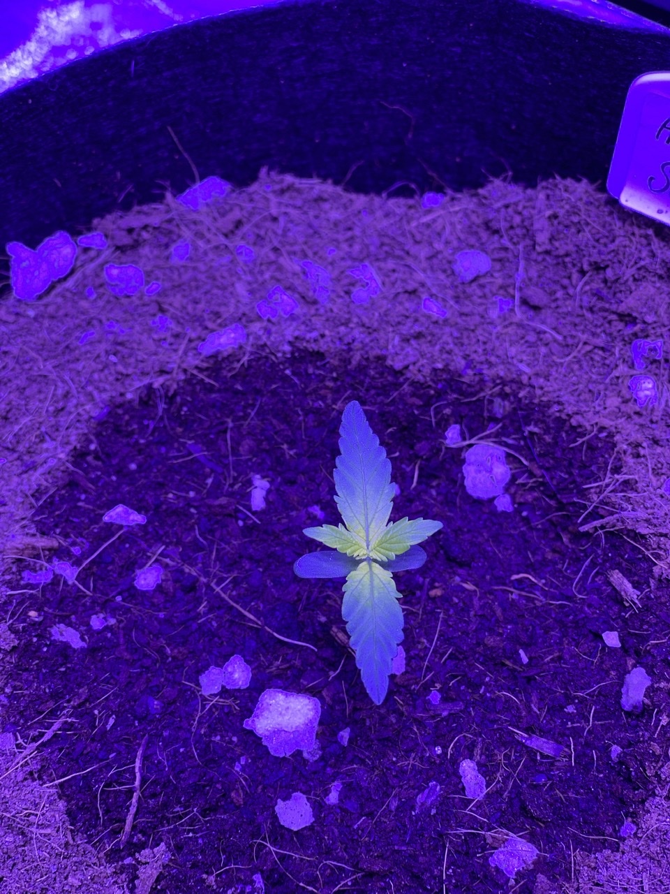 Help need assistance with identifying seedling problem new grower 6