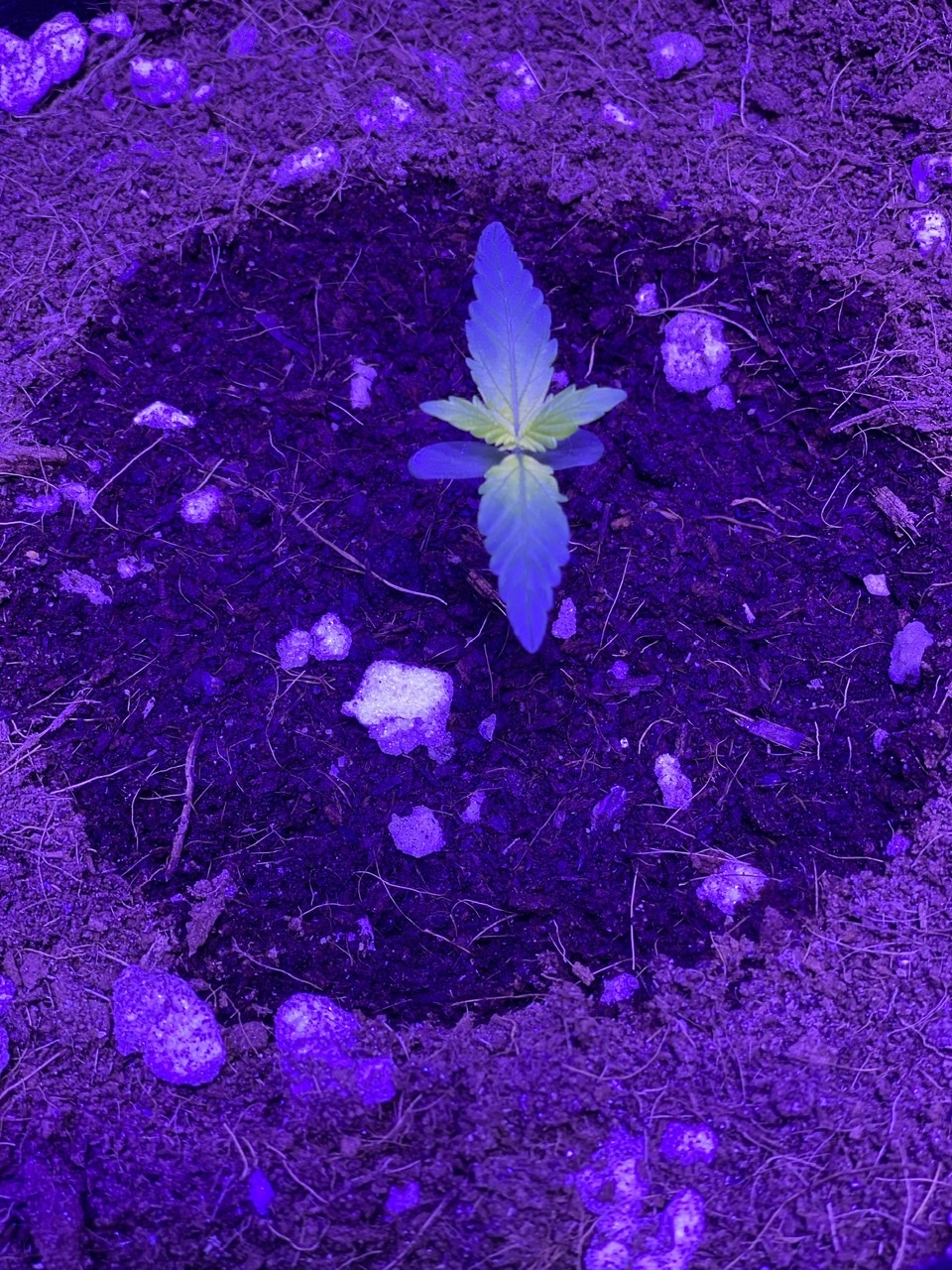 Help need assistance with identifying seedling problem new grower 7