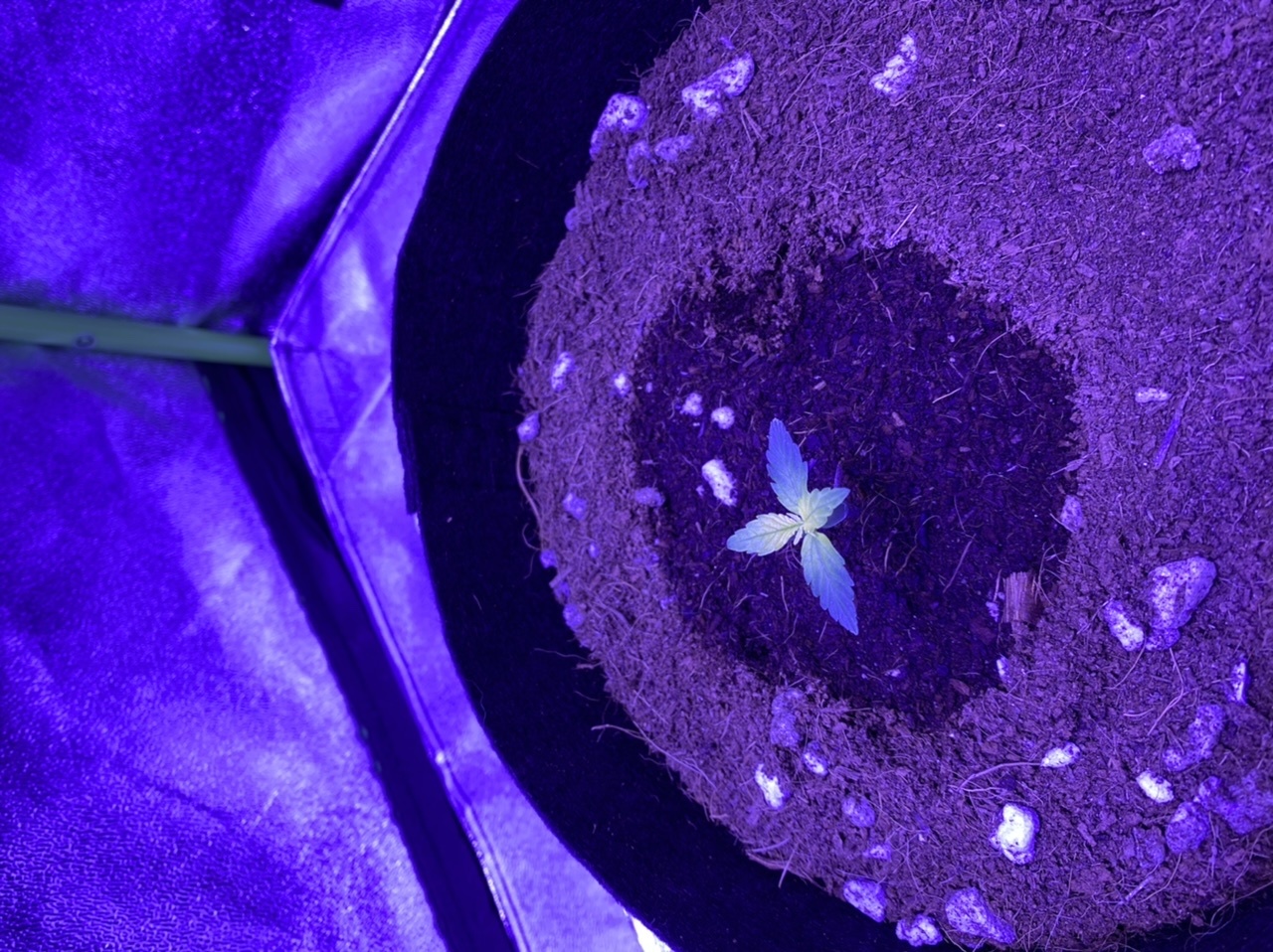 Help need assistance with identifying seedling problem new grower