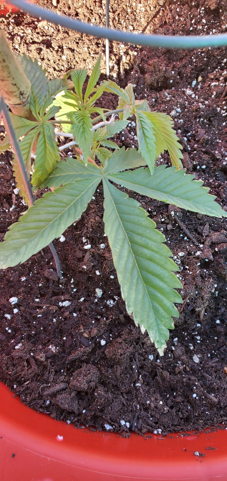 Help need info 5