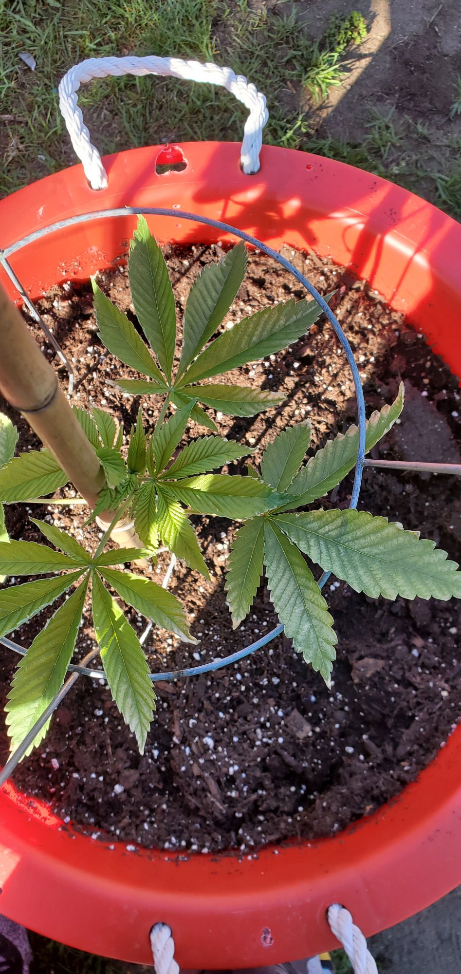 Help need info 7