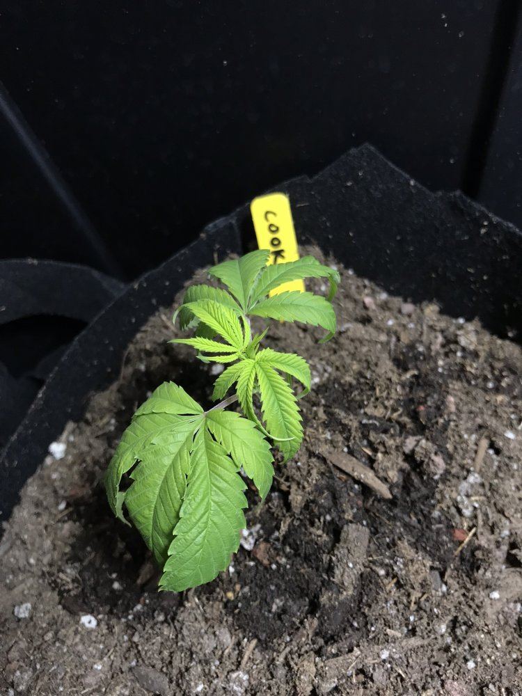 Help needed 2 rooted clones drooping and yellow 2