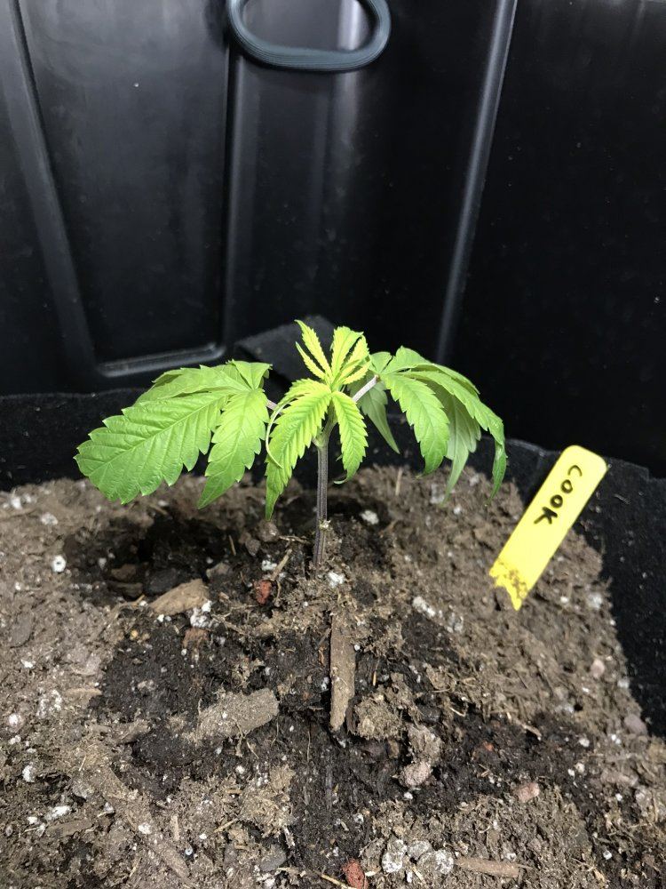 Help needed 2 rooted clones drooping and yellow 3
