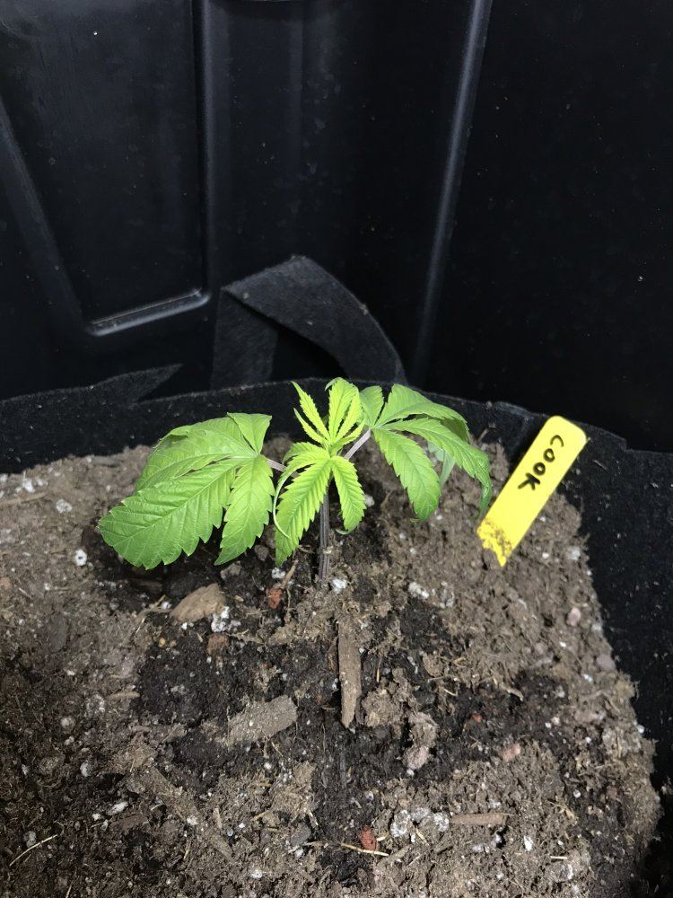 Help needed 2 rooted clones drooping and yellow 4