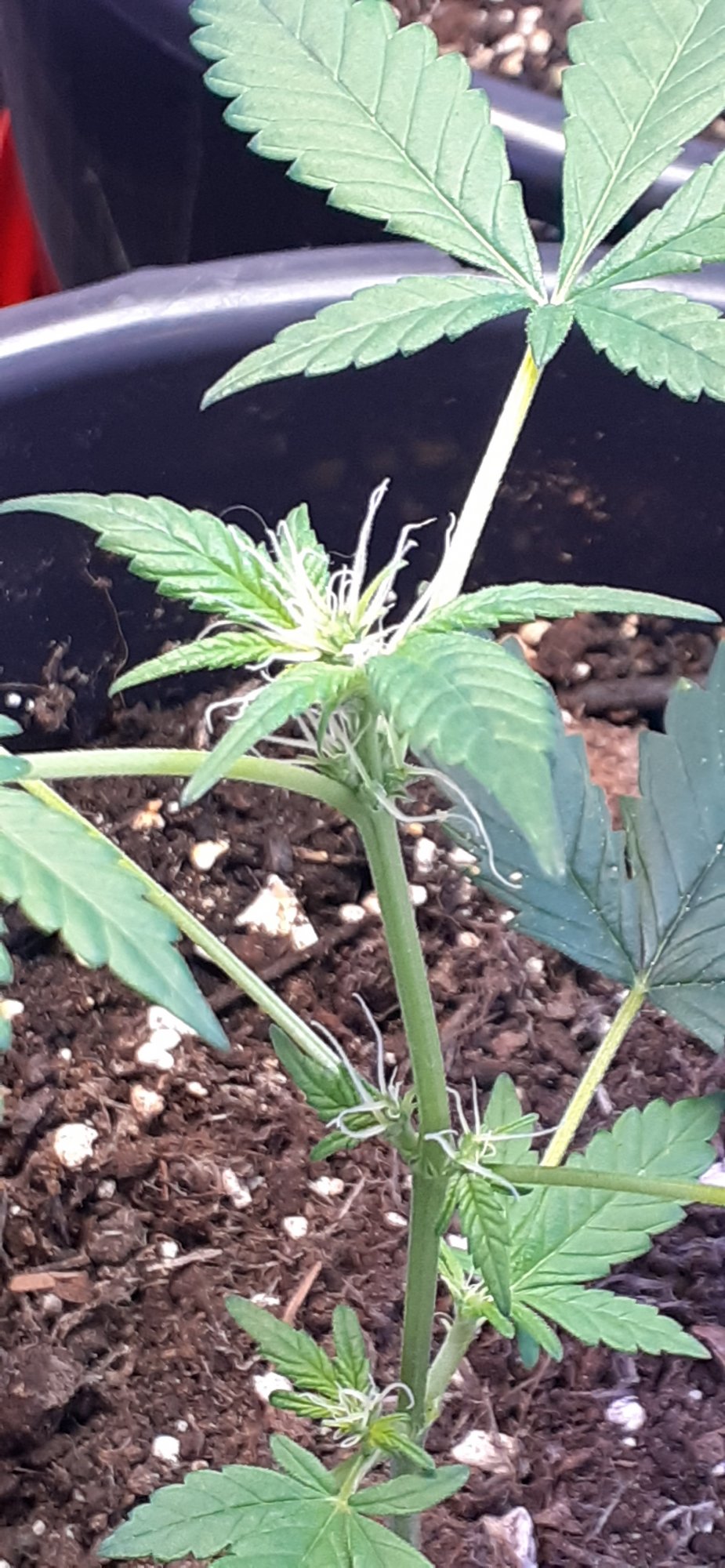 Help needed from a pro grower 2