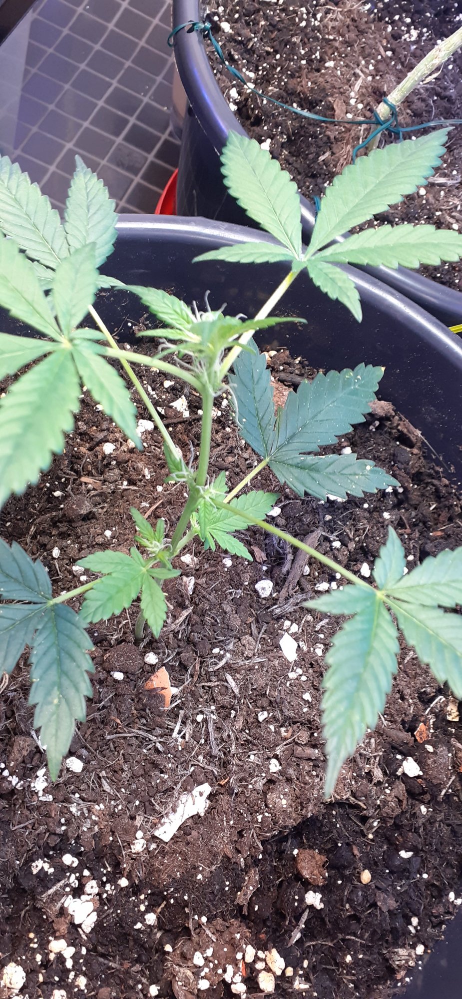Help needed from a pro grower 4