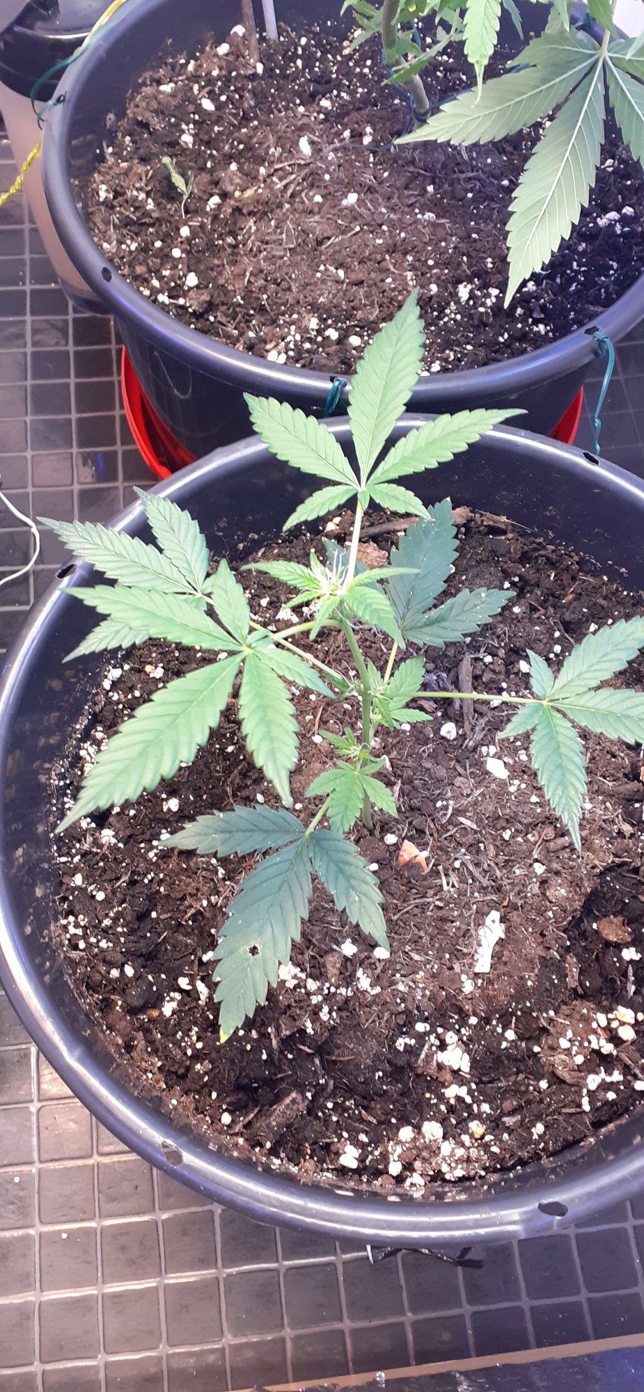 Help needed from a pro grower