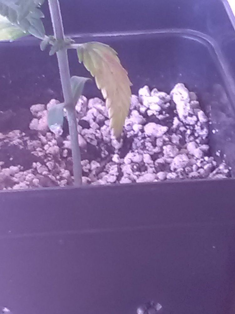 Help needed seedlings turning yellow 2