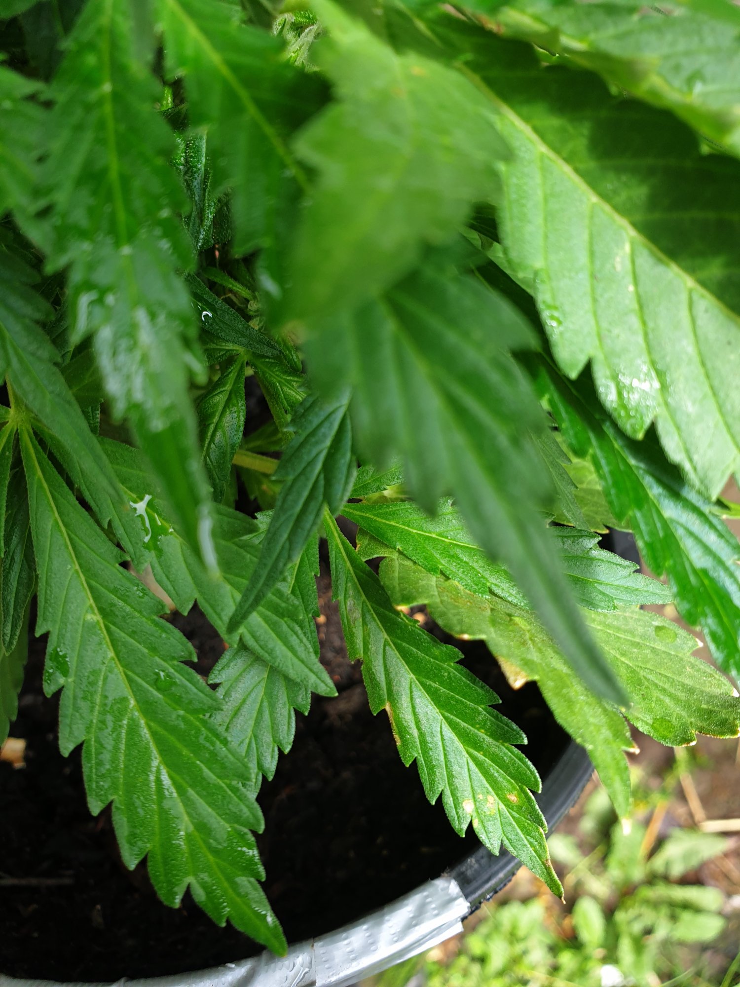 Help needed  sick outdoor autos uk 2