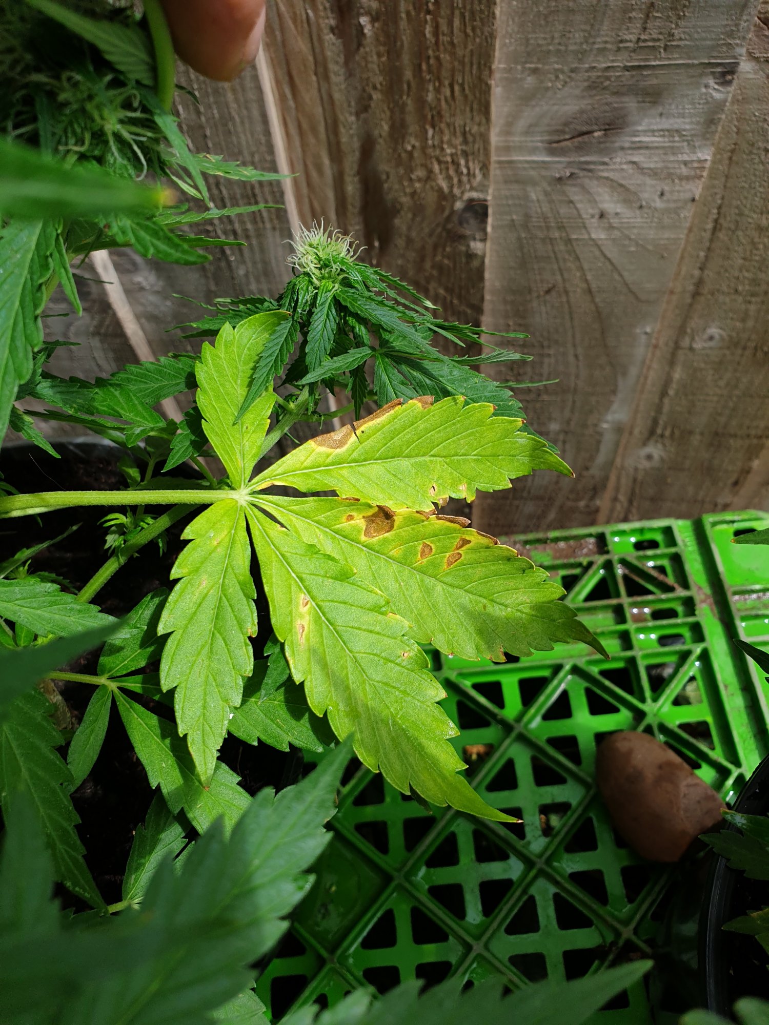 Help needed  sick outdoor autos uk 4