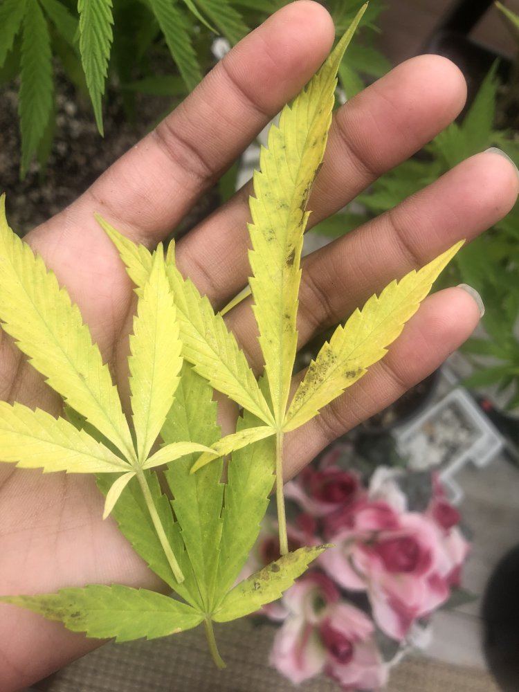 Help new grower 3