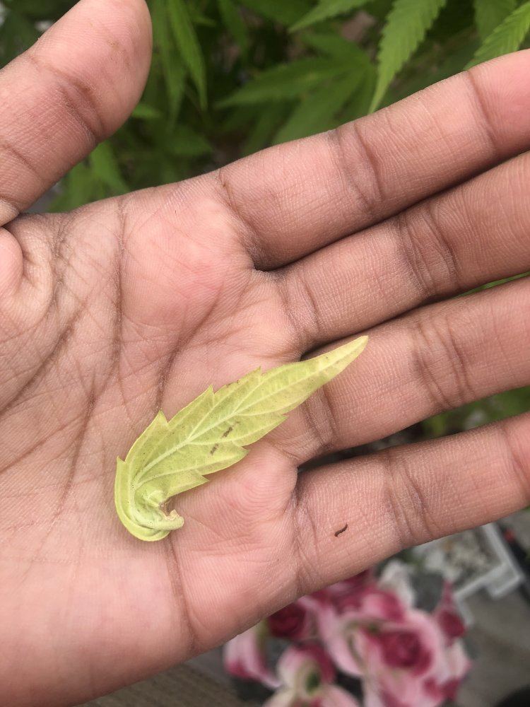 Help new grower 4