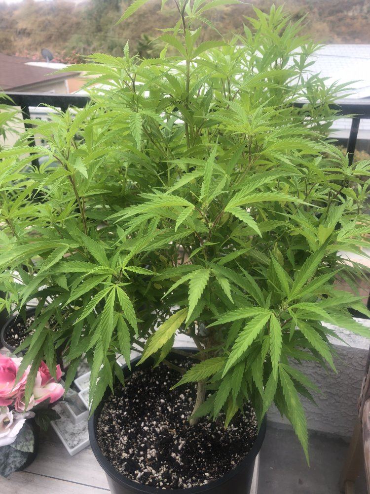 Help new grower