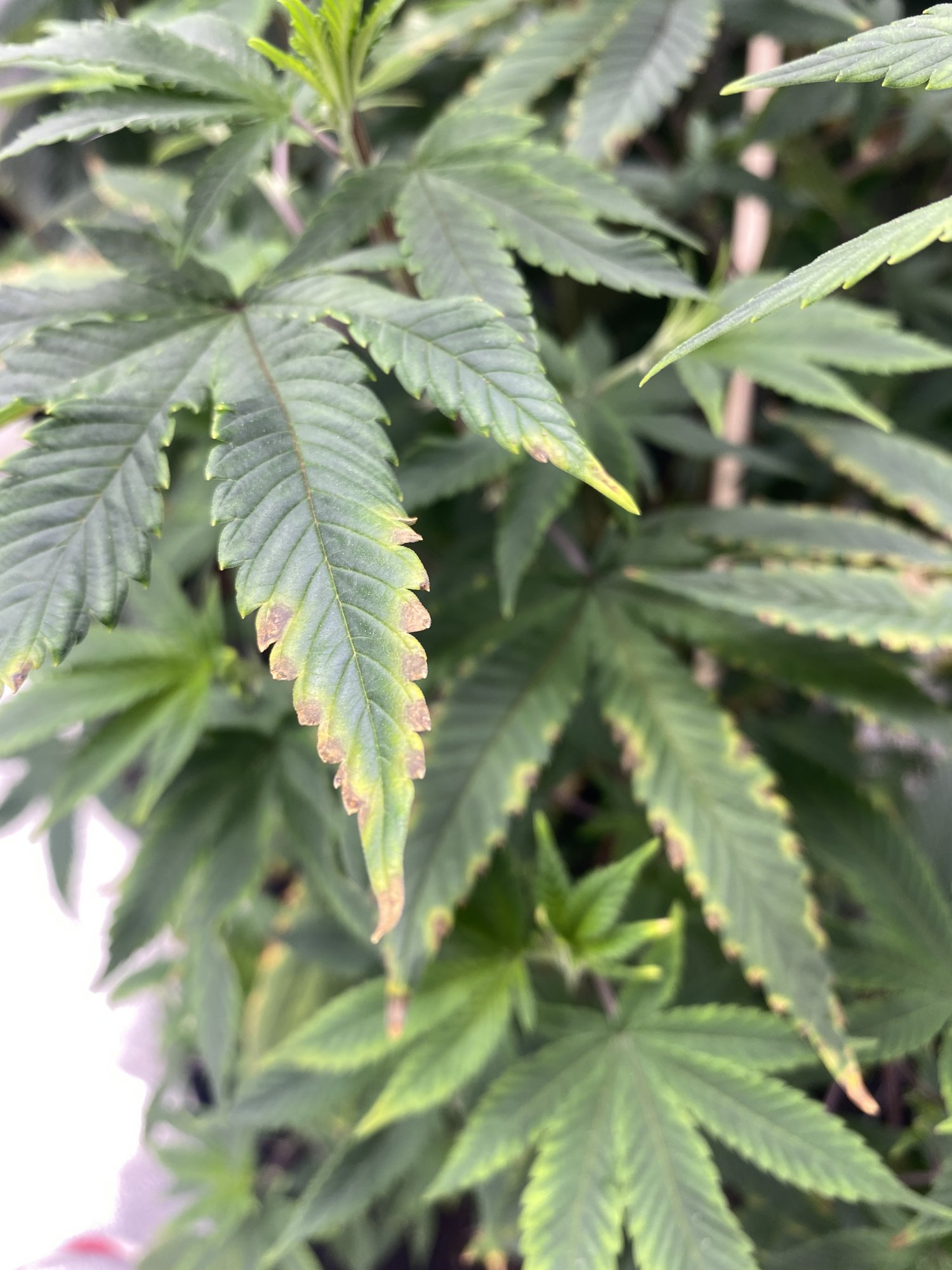 Help  new grower sick plant 2
