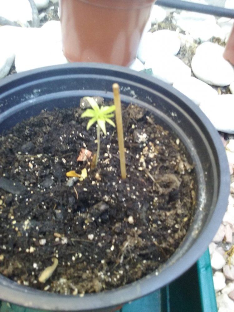 Help  new leaves start green then turn yellow 4