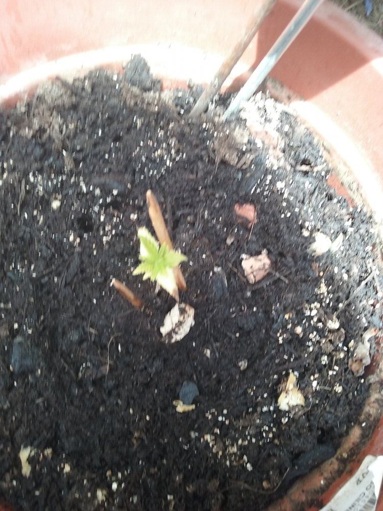 Help  new leaves start green then turn yellow