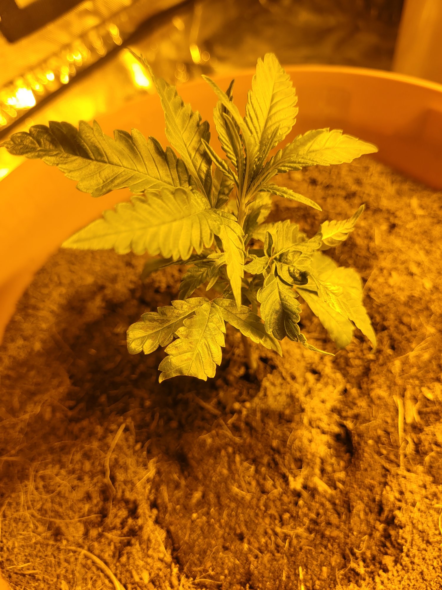 Help new to growing no idea 2
